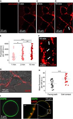 The Lectin LecA Sensitizes the Human Stretch-Activated Channel TREK-1 but Not Piezo1 and Binds Selectively to Cardiac Non-myocytes